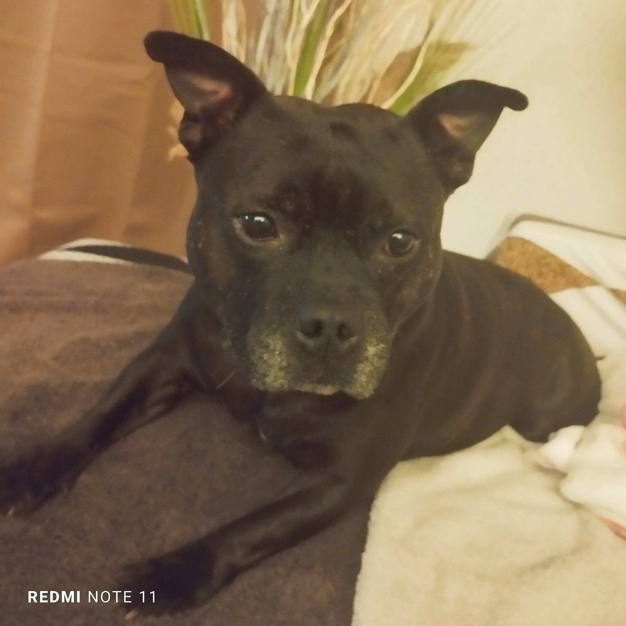 Loyd a rejoint le concours — aidez-le/la à gagner de superbes lots ! borador, canidae, carnivore, comfort, companion_dog, dog, dog_breed, ear, fawn, liver, non_sporting_group, snout, sporting_group, terrestrial_animal, toy_dog, whiskers, working_animal