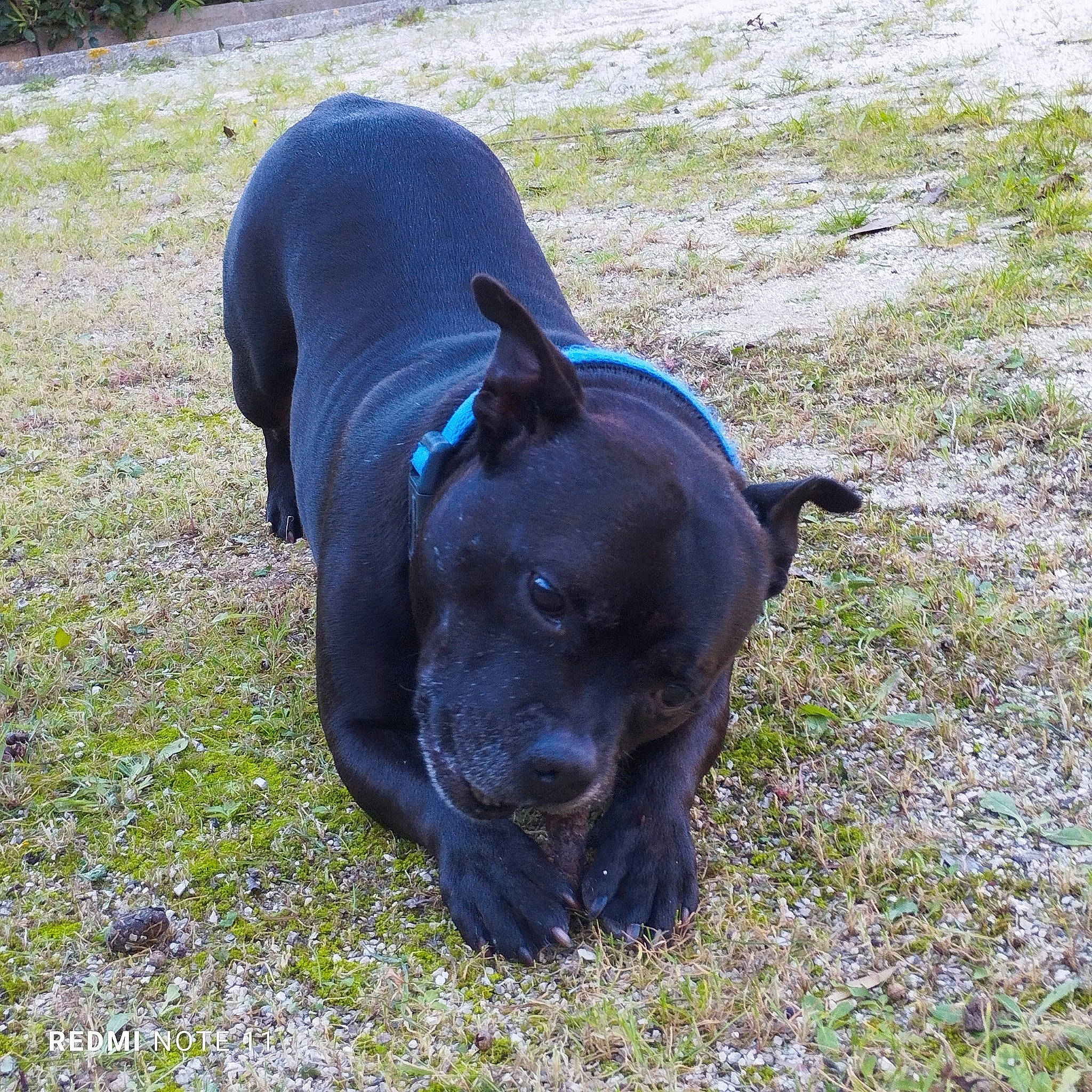 Loyd a rejoint le concours — aidez-le/la à gagner de superbes lots ! borador, canidae, carnivore, companion_dog, dog, dog_breed, electric_blue, fawn, grass, grassland, molosser, non_sporting_group, plant, sporting_group, tail, terrestrial_animal, working_animal