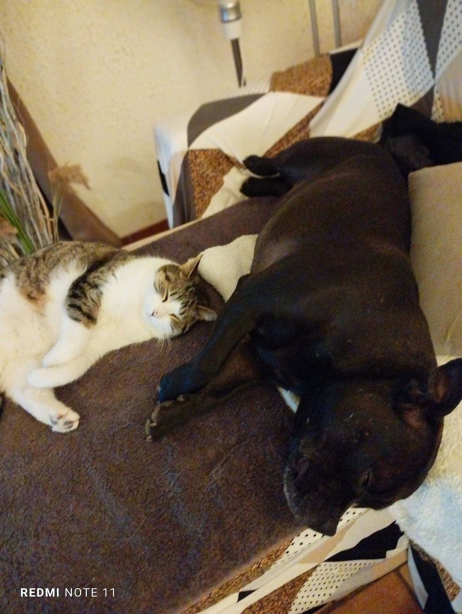 Loyd a rejoint le concours — aidez-le/la à gagner de superbes lots ! canidae, carnivore, cat, comfort, companion_dog, dog, dog_breed, domestic_short_haired_cat, fawn, felidae, flooring, fur, hardwood, liver, room, small_to_medium_sized_cats, tail, whiskers, wood, working_animal