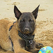 Vaiko a rejoint le concours — aidez-le/la à gagner de superbes lots ! dog, beach, sand, ball, harness, resting, closed_eyes, playful, outdoor, canine, pet, animal, fur, ears, snout, paw, toy, relaxed, summer, nature