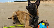 Vaiko a rejoint le concours — aidez-le/la à gagner de superbes lots ! dog, beach, sand, ball, wet, playful, outdoor, animal, canine, leash, toy, nature, sky, landscape, pet, summer, recreation, fun, paw, collar