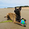 dog, beach, sand, ball, wet, playful, outdoor, animal, canine, leash, toy, nature, sky, landscape, pet, summer, recreation, fun, paw, collar