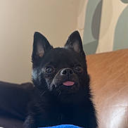Dior a rejoint le concours — aidez-le/la à gagner de superbes lots ! dog, black_dog, pet, tongue_out, indoor, couch, blanket, furniture, ears, cute, small_dog, animal, face, nose, fur, living_room, cozy, home, portrait, expression
