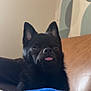 dog, black_dog, pet, tongue_out, indoor, couch, blanket, furniture, ears, cute, small_dog, animal, face, nose, fur, living_room, cozy, home, portrait, expression