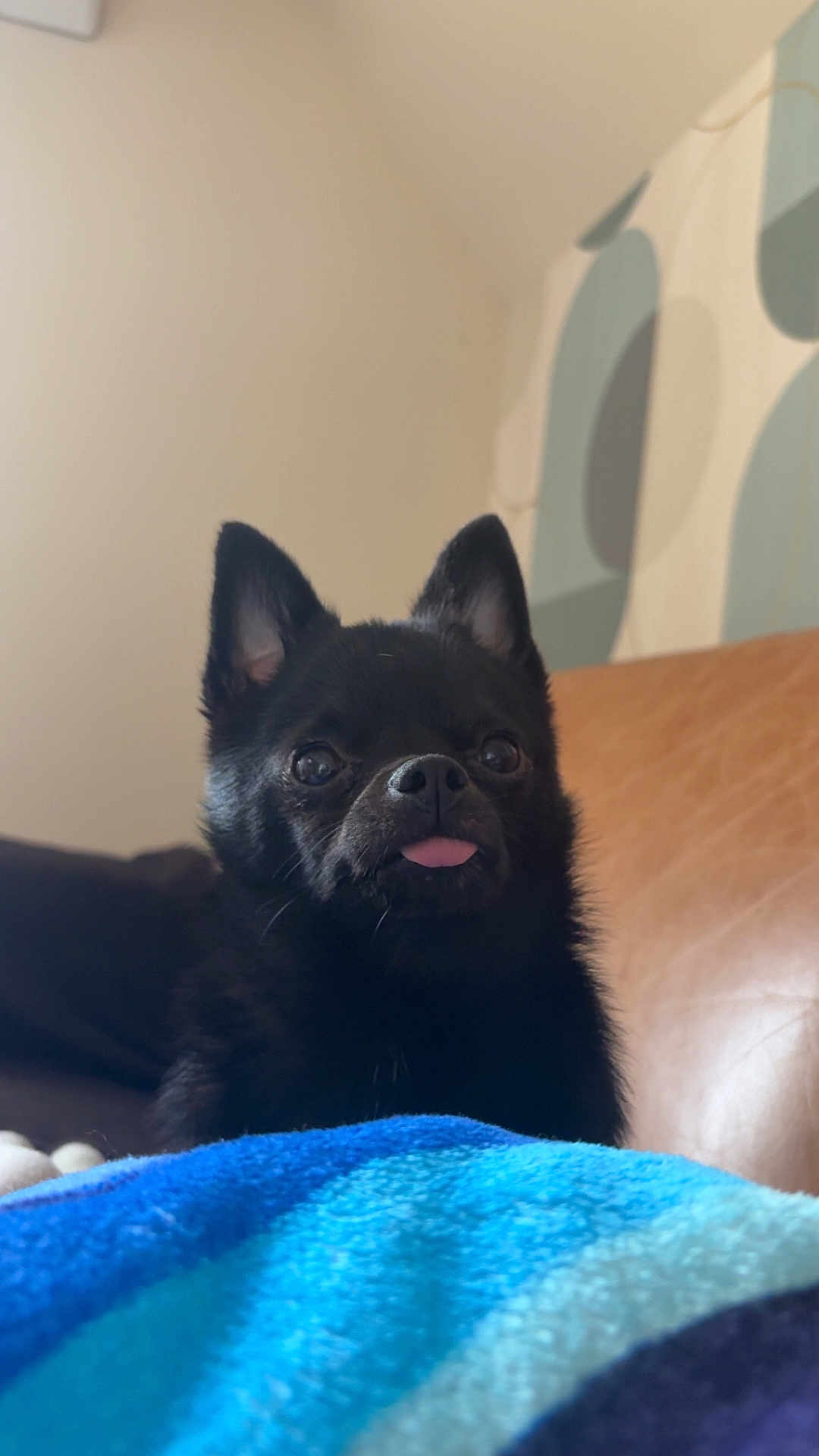 Dior a rejoint le concours — aidez-le/la à gagner de superbes lots ! dog, black_dog, pet, tongue_out, indoor, couch, blanket, furniture, ears, cute, small_dog, animal, face, nose, fur, living_room, cozy, home, portrait, expression