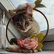 Talia participe au concours pour gagner de l'argent avec cette photo : animal, cat, closeup, curious, decor, floral_hoop, flower, indoor, kitten, leaf, nature, pet, pink_flower, soft_light, tabby, whiskers, white_flower, window, windowsill, young_cat
