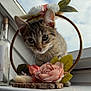 animal, cat, closeup, curious, decor, floral_hoop, flower, indoor, kitten, leaf, nature, pet, pink_flower, soft_light, tabby, whiskers, white_flower, window, windowsill, young_cat