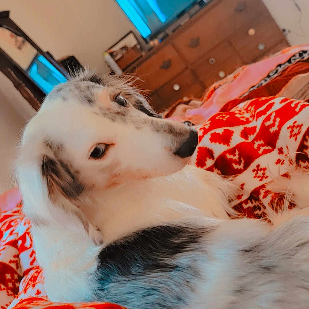 Penelope joined the competition — help win amazing prizes! artwork, blanket, casual, cozy, curious, dog, dresser, furniture, gray, home, indoor, pattern, pet, red, relaxation, resting, room, television, wall, white