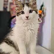Mitzy is registered to the contest to win money with this photo: cat, kitten, feline, fluffy, white_fur, tabby, pet, animal, sitting, portrait, indoors, table, furniture, large_ears, round_eyes, whiskers, cute, front_facing, blurred_background, home_decor
