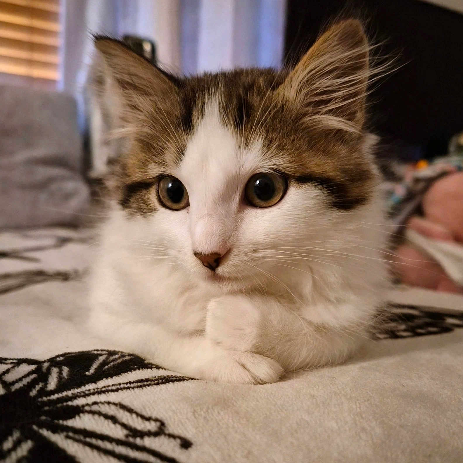 Mitzy