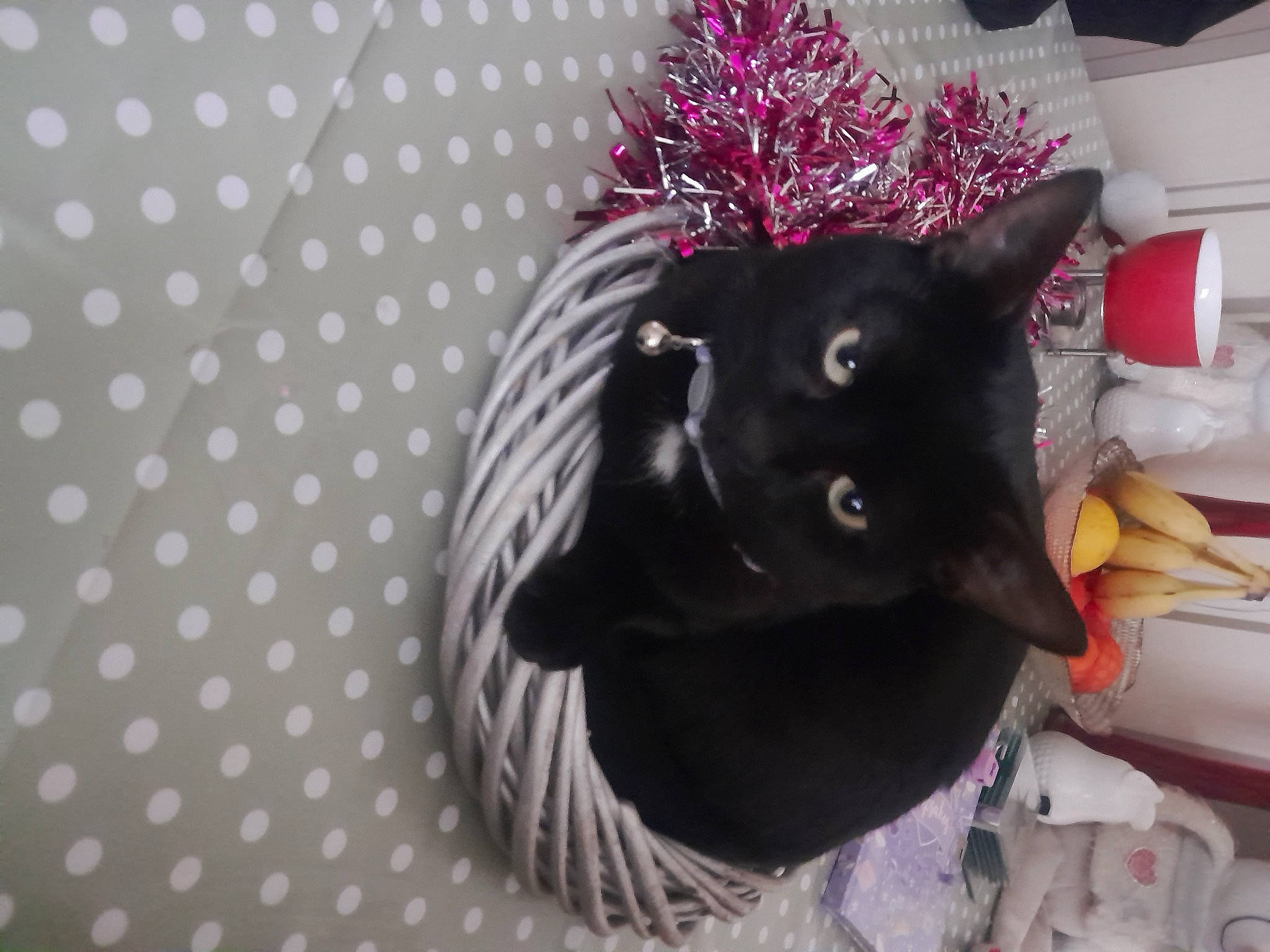 Maximus is registered to the contest to win money with this photo: black_cat, carmine, cat, circle, costume_hat, event, fashion_accessory, feather, felidae, fur, headgear, magenta, ornament, paper_towel, pattern, purple, small_to_medium_sized_cats, tail, tree, whiskers