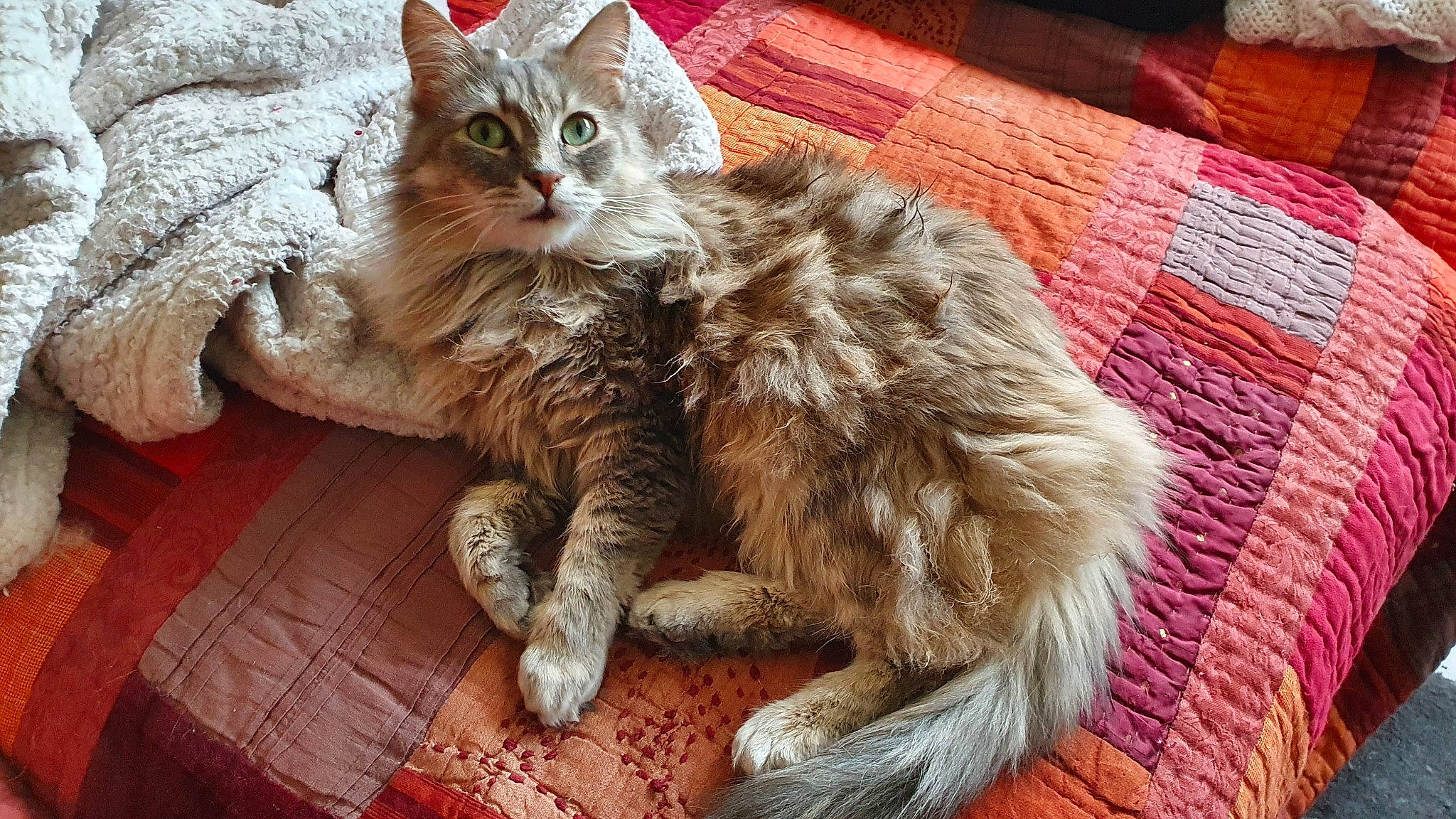 Cleopatre a rejoint le concours — aidez-le/la à gagner de superbes lots ! carnivore, cat, claw, comfort, domestic_short_haired_cat, fawn, felidae, fur, hardwood, maine_coon, paw, sitting, small_to_medium_sized_cats, snout, tail, terrestrial_animal, whiskers, wood