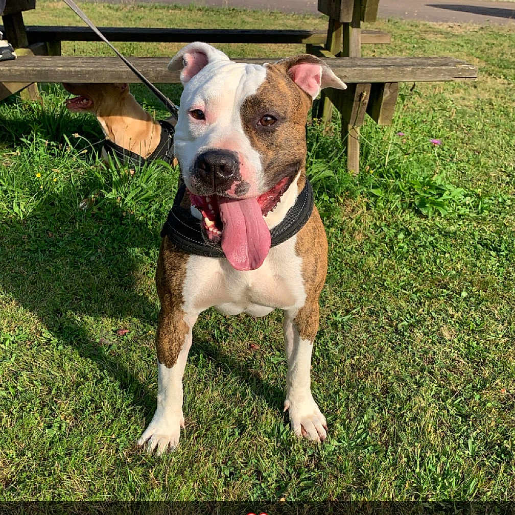 Royal participe au concours pour gagner de l'argent avec cette photo : animal, backyard, ball, boxer, bulldog, canine, clothing, dog, footwear, grass, nature, outdoors, person, pet, pitbull, plant, sport, tennis, tennisball, yard