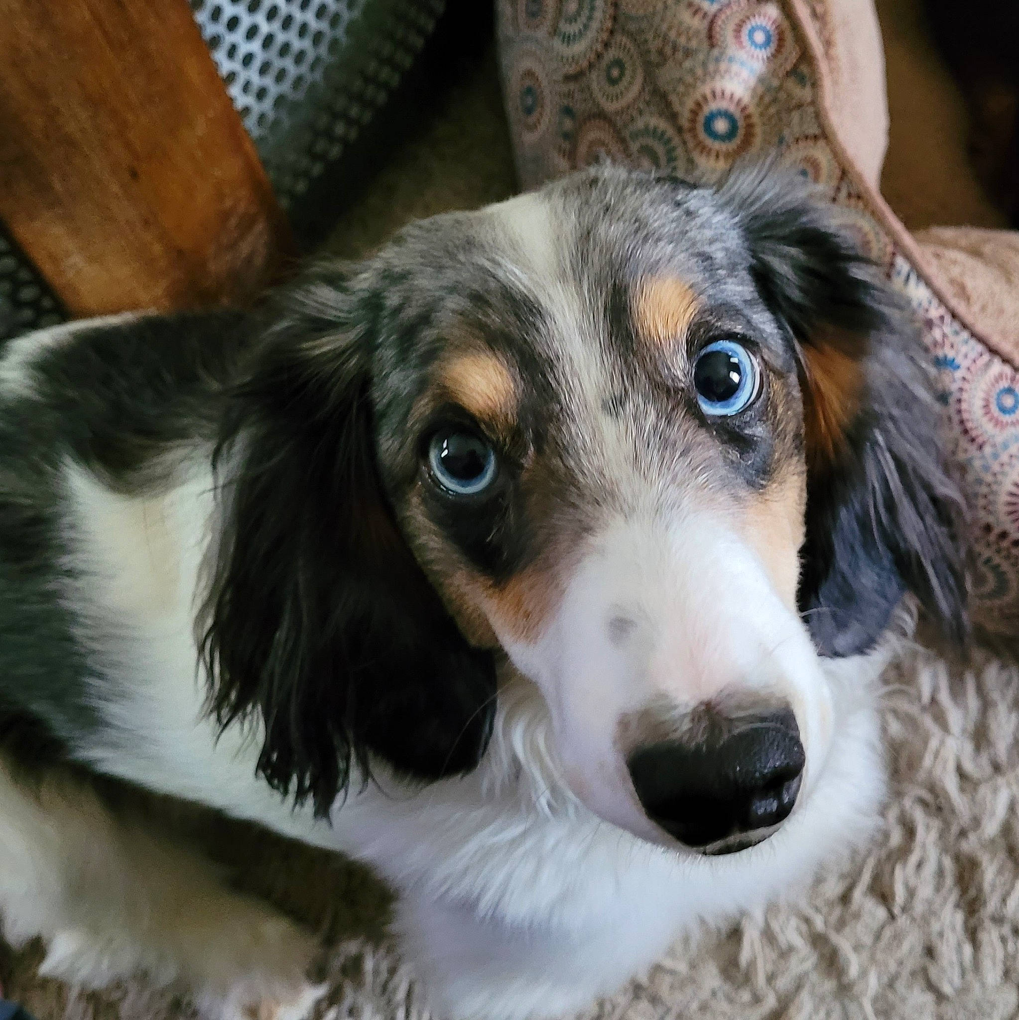 Brodie joined the competition — help win amazing prizes! canidae, carnivore, companion_dog, dog, dog_breed, ear, eye, fur, herding_dog, puppy, snout, spaniel, sporting_group, terrestrial_animal, whiskers, working_animal, working_dog