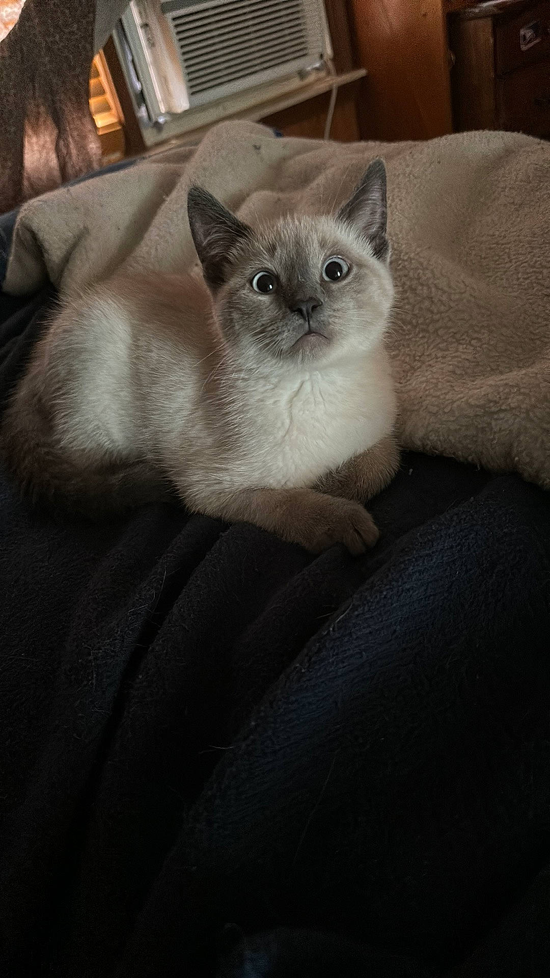 Lil Man joined the competition — help win amazing prizes! carnivore, cat, claw, comfort, domestic_short_haired_cat, ear, eye, fawn, felidae, fur, grey, sitting, small_to_medium_sized_cats, snout, tail, terrestrial_animal, whiskers