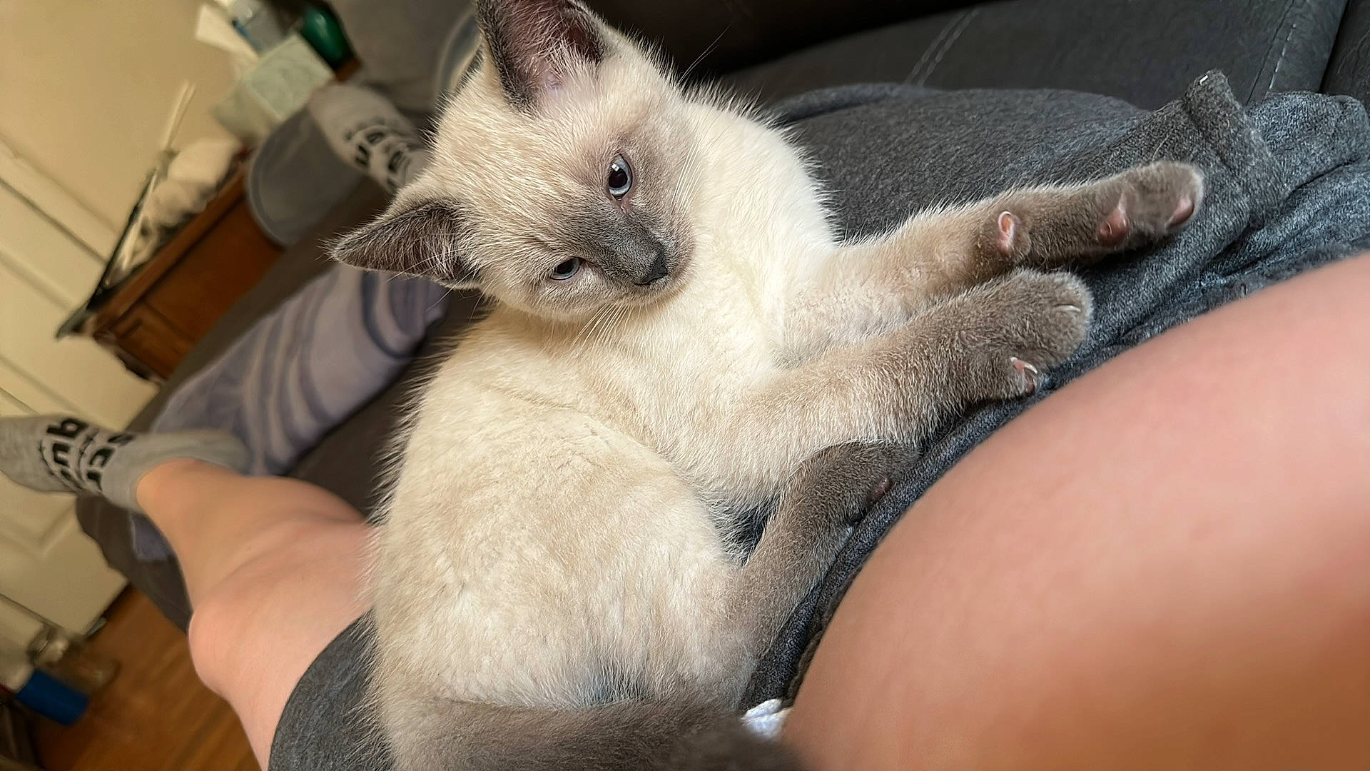 Lil Man joined the competition — help win amazing prizes! balinese, birman, carnivore, cat, claw, comfort, domestic_short_haired_cat, fawn, felidae, foot, fur, nail, nap, paw, siamese, small_to_medium_sized_cats, thai, whiskers