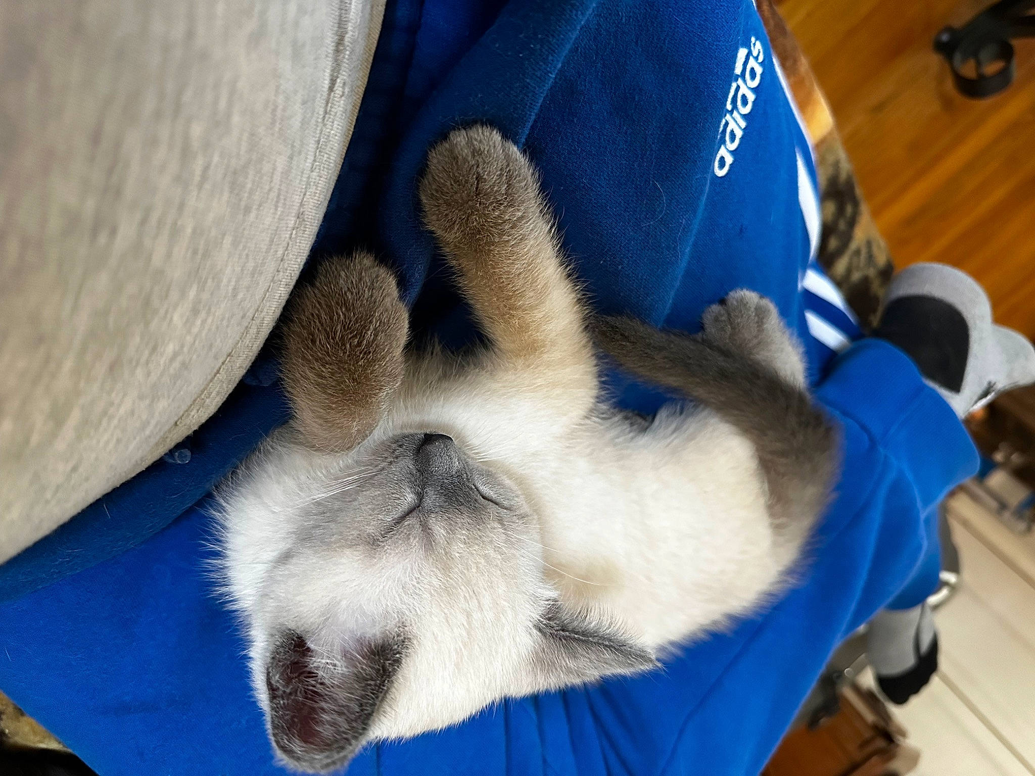 Lil Man is registered to the contest to win money with this photo: canidae, claw, comfort, companion_dog, dog_breed, electric_blue, fawn, felidae, flooring, foot, fur, hardwood, human_leg, nap, paw, small_to_medium_sized_cats, snout, tail, varnish, whiskers