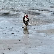 Loulou a rejoint le concours — aidez-le/la à gagner de superbes lots ! dog, running, water, beach, ocean, splash, happy, canine, outdoor, animal, shore, playful, wet, nature, summer, fun, pet, active, motion, smiling