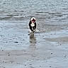 dog, running, water, beach, ocean, splash, happy, canine, outdoor, animal, shore, playful, wet, nature, summer, fun, pet, active, motion, smiling