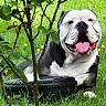 Loulou participe au concours pour gagner de l'argent avec cette photo : dog, smiling, tongue_out, grass, tire, tree, greenery, outdoor, pet, canine, happy, nature, summer, playful, animal, relaxed, leaf, flower, garden, daylight