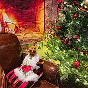 Jersey joined the competition — help win amazing prizes! dog, puppy, christmas, christmas_tree, fireplace, ornaments, holiday, costume, dressed_up, santa_style, red_bow, fluffy, small_dog, sitting, chair, leather_chair, cushion, indoors, festive, fire