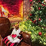 chair, christmas, christmas_tree, costume, cushion, dog, dressed_up, festive, fire, fireplace, fluffy, holiday, indoors, leather_chair, ornaments, puppy, red_bow, santa_style, sitting, small_dog