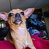 Jersey joined the competition — help win amazing prizes! dog, puppy, tan_dog, large_ears, pointy_ears, short_hair, brown_fur, black_nose, dark_eyes, pet, animal, portrait, close_up, sitting, blanket, pink_blanket, indoor, bedroom, cluttered_room, cute