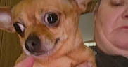 Jersey joined the competition — help win amazing prizes! animal, closeup, cuddling, cute, dog, ears, eyes, face, funny, hands, holding, indoors, nose, paws, person, pet, portrait, puppy, small_dog, tan_fur