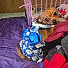 Jersey joined the competition — help win amazing prizes! dog, chihuahua, small_dog, pet, puppy, brown_dog, costume, dress, blue_bow, teddy_bears, pink_cage, blankets, bed, indoor, portrait, cute, adorable, large_eyes, sitting, animal