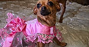 Jersey joined the competition — help win amazing prizes! animal, clothing, curious, cute, dog, domestic, dress, fabric, furniture, indoor, lace, mattress, pet, pink, playful, room, small_dog, two_dogs, window, wood_paneling