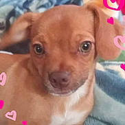 Paris is registered to the contest to win money with this photo: canidae, carnivore, chihuahua, dachshund, dog, dog_breed, ear, fawn, mammal, photo_caption, puppy, puppy_love, snout, sporting_group, toy_dog, vertebrate