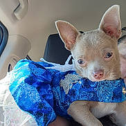 Cricket joined the competition — help win amazing prizes! dog, chihuahua, puppy, pet, animal, blue_dress, costume, fashion, royal_blue, sparkles, sequins, bow, portrait, close_up, car_interior, seated, large_ears, brown_fur, white_fur, sunlight