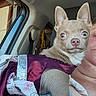 Cricket is registered to the contest to win money with this photo: puppy, dog, chihuahua, pet, animal, portrait, car, vehicle, passenger, seated, pointy_ears, blue_eyes, short_hair, purple_clothing, fabric, human, closeup, indoors, cute, photography