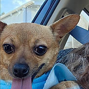 Georgia is registered to the contest to win money with this photo: blue_sky, brown_fur, car, car_interior, chihuahua, close_up, clouds, dog, happy, large_eyes, long_tongue, open_mouth, outdoor, passenger, pet, pointed_ears, puppy, small_dog, sunlight, vehicle