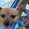 blue_sky, brown_fur, car, car_interior, chihuahua, close_up, clouds, dog, happy, large_eyes, long_tongue, open_mouth, outdoor, passenger, pet, pointed_ears, puppy, small_dog, sunlight, vehicle