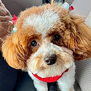 Naia joined the competition — help win amazing prizes! adorable, animal, bow, brown, closeup, companion, couch, cozy, cute, dog, face, fluffy, fur, indoor, looking_up, pet, puppy, red_sweater, small_dog, white