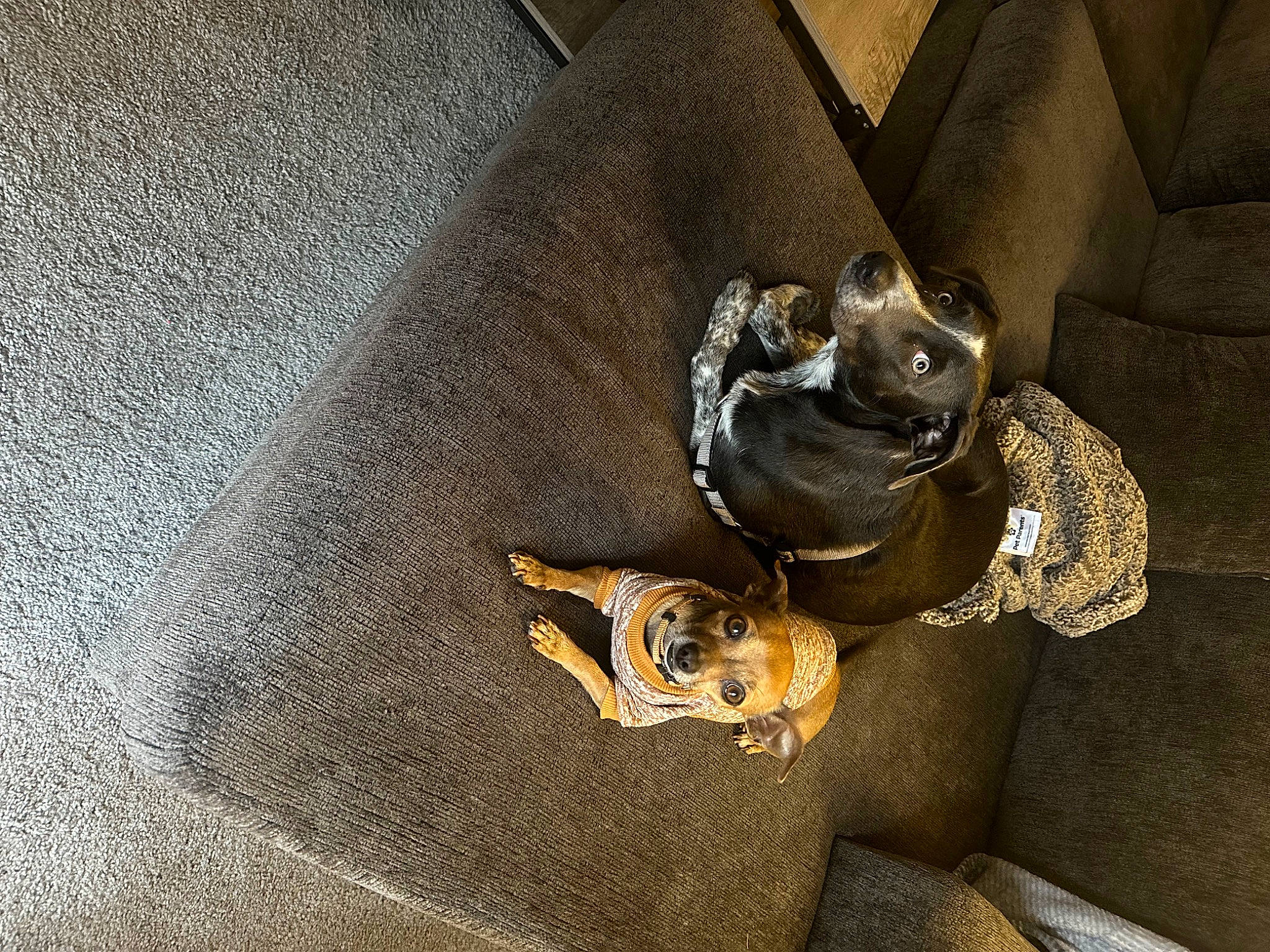 Gravy joined the competition — help win amazing prizes! amphibian, artifact, auto_part, bronze, button, circle, fashion_accessory, flash_photography, frog, grey, jewellery, metal, pattern, personal_protective_equipment, shadow, still_life_photography, terrestrial_animal, toad, true_frog, wood