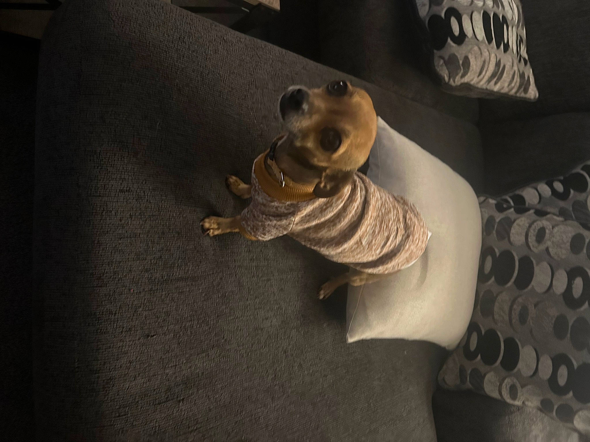 Gravy joined the competition — help win amazing prizes! art, artifact, bronze, carving, darkness, fawn, felidae, flooring, fur, grey, hardwood, linens, metal, room, sculpture, shadow, still_life_photography, toy, visual_arts, wood