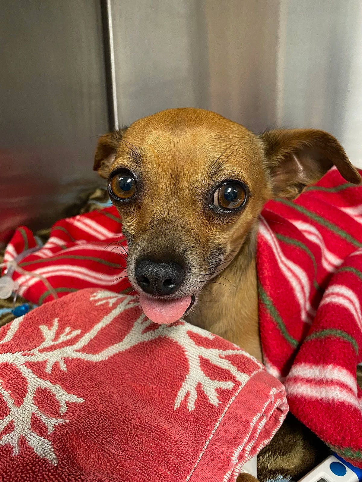 Gravy is registered to the contest to win money with this photo: canidae, carnivore, chihuahua, collar, comfort, companion_dog, corgi_chihuahua, dog, dog_breed, dog_collar, dog_supply, fawn, fur, pattern, snout, sporting_group, terrestrial_animal, terrier, toy_dog, whiskers