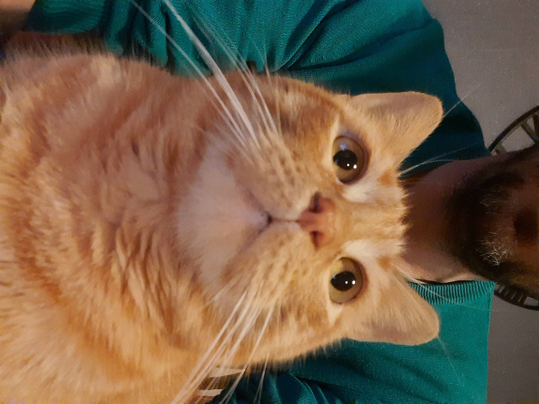 Potté participe au concours pour gagner de l'argent avec cette photo : carnivore, cat, claw, close_up, domestic_short_haired_cat, ear, fawn, felidae, fur, iris, paw, small_to_medium_sized_cats, snout, tail, whiskers