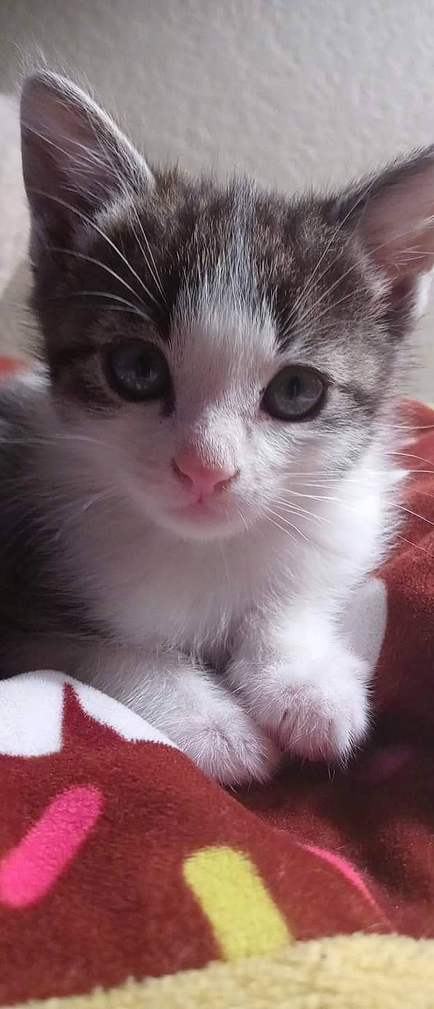 Luna joined the competition — help win amazing prizes! carnivore, cat, curious, domestic_short_haired_cat, felidae, fur, iris, pet_supply, pink, small_to_medium_sized_cats, snout, vertebrate, whiskers