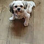 dog, small_dog, fluffy, pet, wooden_floor, indoor, standing, looking_up, canine, fur, cute, animal, companion, domestic, friendly, pup, mammal, household, flooring, portrait