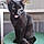 Panther