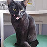 black_cat, cat, chair, curled_tail, domestic_animal, ears, eyes, feline, fur, furniture, green_chair, household, indoor, licking, mischievous, pet, playful, sitting, tongue_out, whiskers