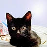 Panther is registered to the contest to win money with this photo: black_kitten, cat, pet, animal, cute, wide_eyes, fur, bed, indoor, resting, looking, young, small, whiskers, ears, feline, domestic_animal, closeup, curious, soft