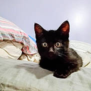 Panther is registered to the contest to win money with this photo: black_cat, kitten, bed, pillow, indoor, feline, animal, pet, fur, ears, eyes, cute, resting, curious, whiskers, young, small, household, comfort, relaxing