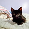 animal, bed, black_cat, comfort, curious, cute, ears, eyes, feline, fur, household, indoor, kitten, pet, pillow, relaxing, resting, small, whiskers, young