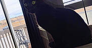 Panther joined the competition — help win amazing prizes! animal, balcony, black_cat, carpet, cat, chair, curious, curtains, daylight, furniture, green_eyes, home, indoor, interior, pet, quiet, relaxing, shadow, silhouette, window