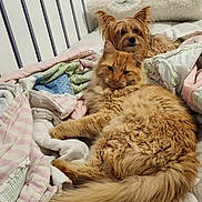 Lily joined the competition — help win amazing prizes! cat, dog, bed, blanket, fur, pet, animal, cozy, indoor, resting, orange_cat, small_dog, furniture, home, cute, relaxed, sleepy, comfort, mammal, companions