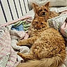 cat, dog, bed, blanket, fur, pet, animal, cozy, indoor, resting, orange_cat, small_dog, furniture, home, cute, relaxed, sleepy, comfort, mammal, companions
